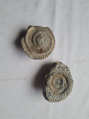 Alte fossilien - x,