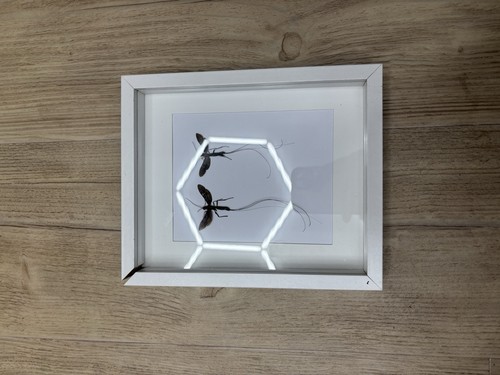 Bilderrahmen mit insekten - bilderrahmen,