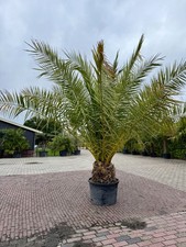 Phoenix Canariensis 320cm 