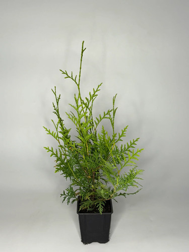 200x thuja brabant 40cm - 10-200x, 35-40cm