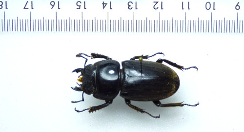 Entomologie käfer dorcus - entomologie,,
