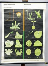 Schulwandbild Lehrtafel Rollkarte Schachtelhalme Ackerschachtelhalm Bärlappe 