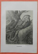  Nachtschwalbe Caprimulgida