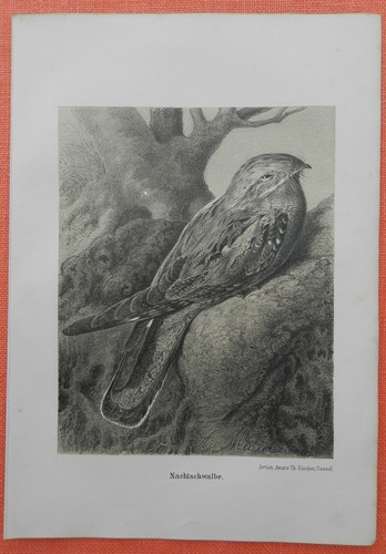 Nachtschwalbe caprimulgida - ,