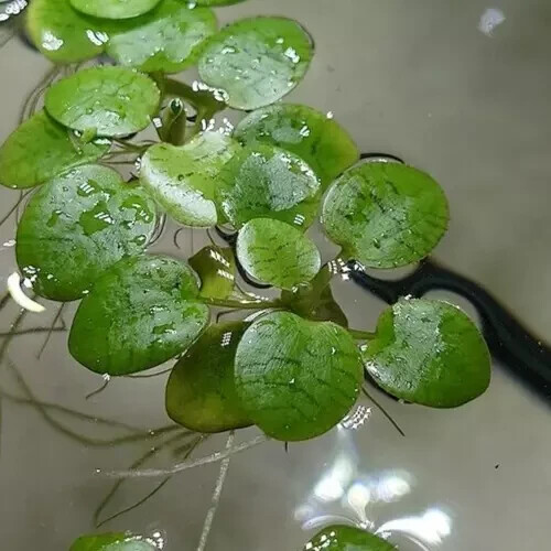 Froschbiss ableger - 🚨🌱5x,