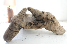 Schwemmholz Treibholz   ❤️