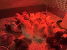 How To Buy Hatching Eggs And