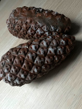 2 künstliche Tannenzapfen mit