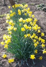 Osterglocken- Narcissus 