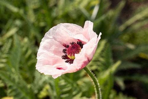 Papaver orientale royal - papaver,