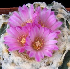 3 Stück „Ariocarpus willi-diff-ua“ ew Kaktus Kakteen Astrophytum Hildewintera