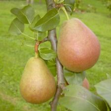 Nordhäuser Winterforelle Birne Birnenbaum Säule Buschbaum Halbstamm Hochstamm