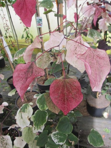 Cercis canadensis carolina - cercis,