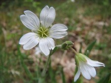 Acker hornkraut cerastium - acker-hornkraut,