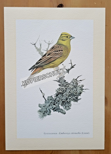 Goldammer vogel kunstdruck - vogel,,