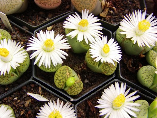 Lithops lebende steine samen - "lebende, steine"