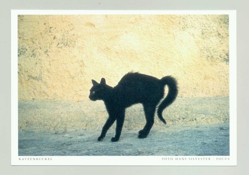 Postkarte katze - 1,