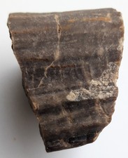 Verkieseltes Holz aus der
