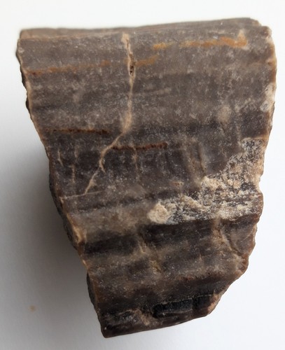 Verkieseltes holz aus der - holz,