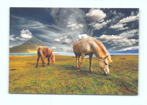 Postkarte pferde beim - postkarte,