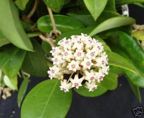 Hoya limoniaca rare - ,