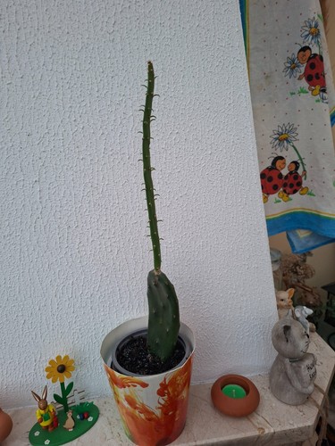 Kaktus kaktusfeige - kaktus,