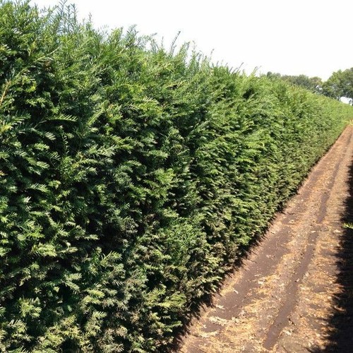 10 stück taxus - 10,