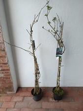 2  Holunder Grossfruchtig