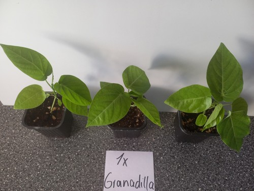 Granadilla und japanische