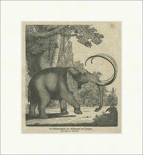 Der Riesenelephant der