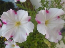 Petunie - Petunien - weiß mit rosa - Blumensamen - ca. 100 Samen