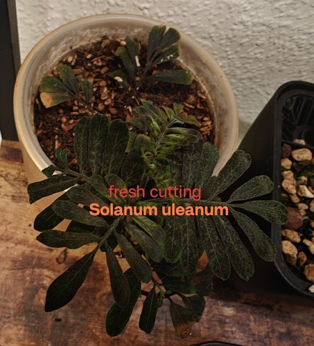 Solanum uleanum steckling - solanum,