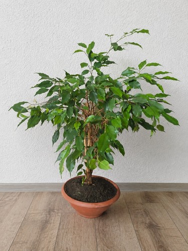 Kräftige birkenfeige ficus - kräftige,