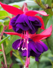 Fuchsie " DOLLAR PRINCESS" Staude Pflanze mehrjärig
