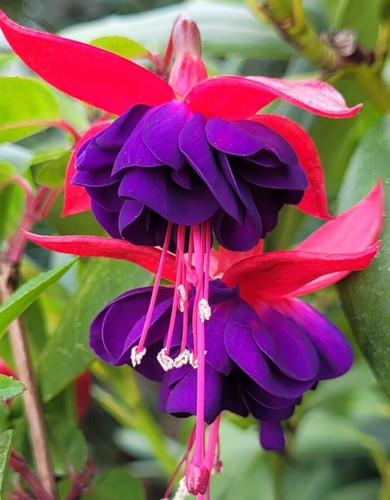 Fuchsie dollar princess - fuchsie, princess"