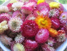 150 Getrocknete Strohblumen