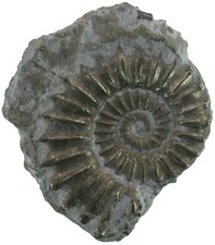 Lias  Platypleuroceras