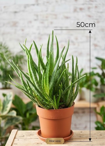 Aloe vera pflanze 50cm hoch - vera,