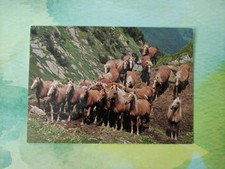Alte Pferdepostkarte "HAFLINGER HERDE" AK Pferd Beringer Pampaluchi