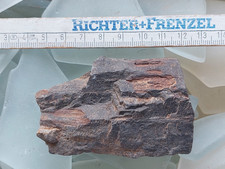 Fossiles verkieseltes holz - verkieseltes,