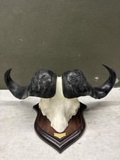 Kaffernbüffel Schädel