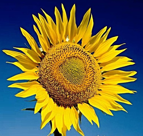 Riesen sonnenblume - riesen,