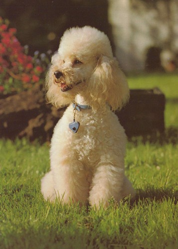 Ddr ansichtskarte pudel hund - ddr,