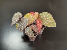 Hybrid begonia chlorosticta - begonia,