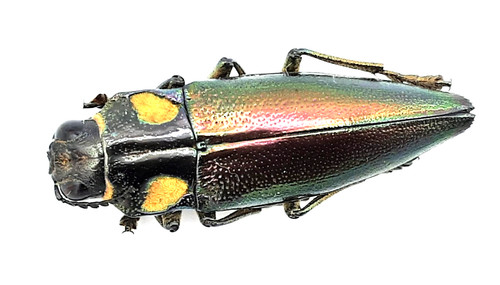 Buprestidae cyphogastra - buprestidae,,