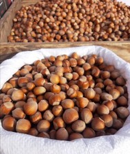 Haselnüsse in der Schale aus Polen, Ernte 2025 , Ab 1kg