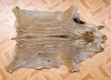 Schönes Wildschweinfell Wild