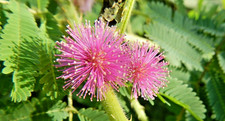 Samen von der ECHTEN MIMOSE