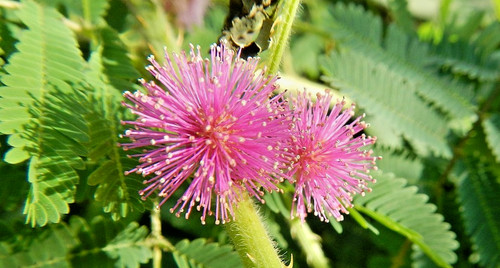 Samen von der echten mimose - samen,