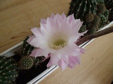 Kaktus, 6-8 cm hoch,Bauernkaktus, Ableger, Jungpflanze, Echinopsis,Sukkulente, 
